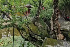 华清宫千年石榴树再度开花图片