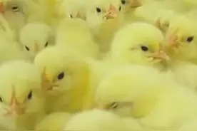 小公鸡被碾碎做成猫粮！太心疼了图片
