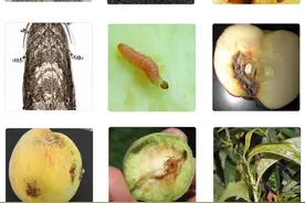 鳞翅目害虫（十一）蛀果蛾与小食心虫图片