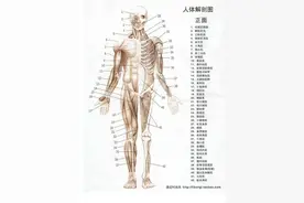 《人体简史》图片