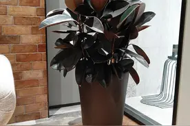 6种木本植物，简单易养年年升值，买一个小苗，几年就长成大树图片