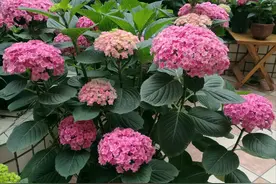 养花加点它，立变“酸性土”，叶子绿汪汪，开花贼大图片