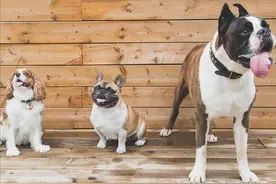 狗1岁=人7岁，早就是过去式，最新年龄换算表出炉！图片