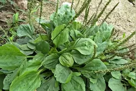 “车前草”是个宝，坚持用来煮水喝，或能改善这4个问题图片