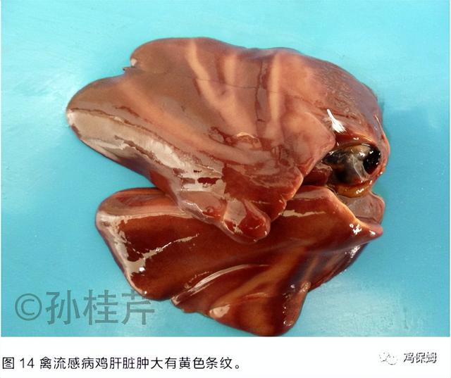 胳膊鸡皮肤发黑