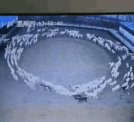 内蒙古“羊转圈”这件事情，真的跟某种预言有关吗？图片