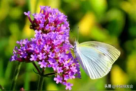 柳叶马鞭草：旖旎柔姿艳紫花 | 绿会保护地科普图片