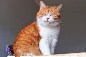 被猫“抓伤”无须担心，这几招，轻松解决！图片