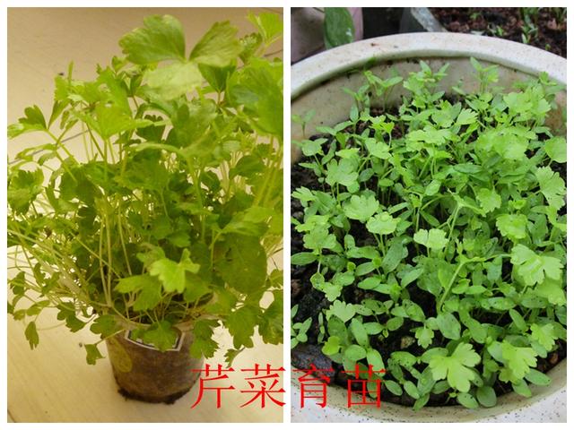 蔬菜档案调味类(8)芹菜