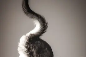 这位摄影师给自家猫猫拍摄的大片都好有意思！定格都非常巧妙图片