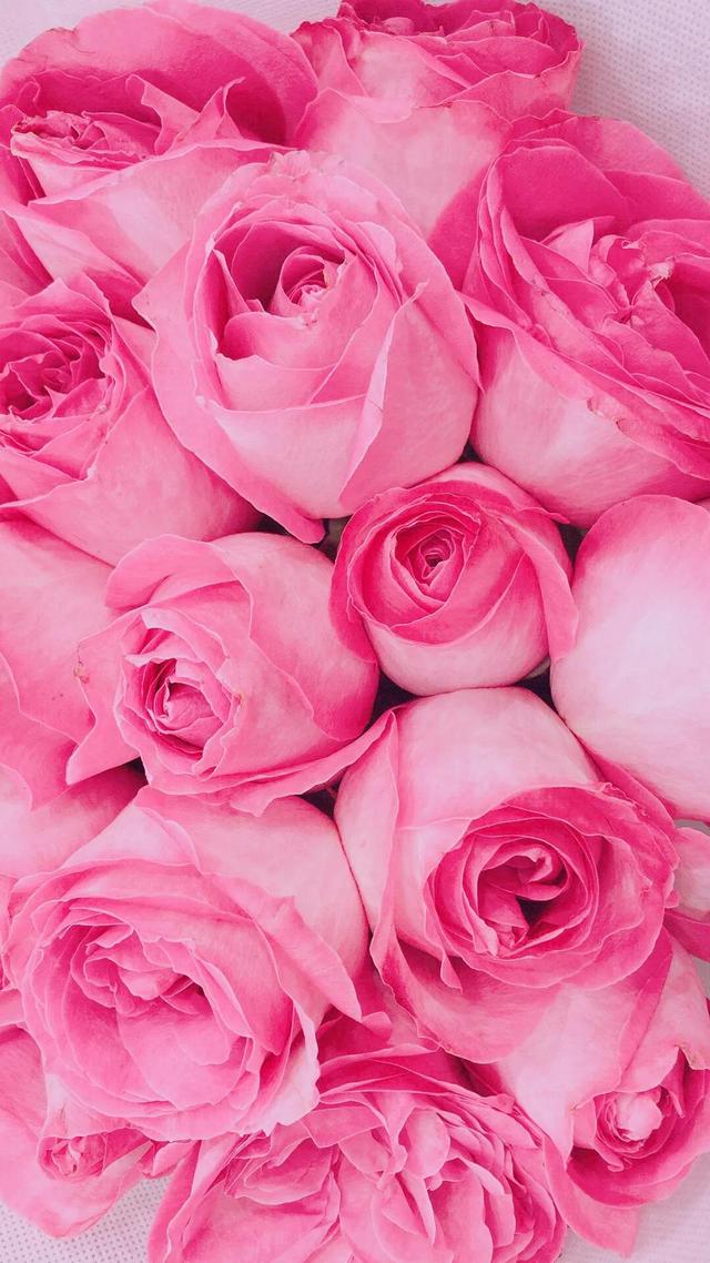 粉色玫瑰花束图片,分享图片一粉红色的花朵,就像少女的脸颊那样漂亮