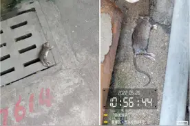 上海多地出现硕大的老鼠，最小的都有10斤，是变异了吗？图片