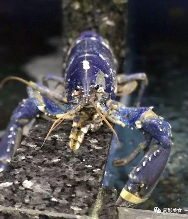 40头的花胶是几级 2025年花胶40头是什么意思?