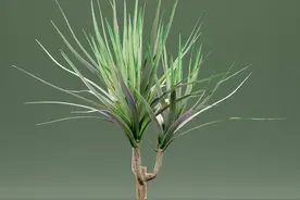 家里的霸气花龙血树，如何养的枝繁叶茂，威武挺拔图片