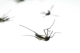 夏日蚊子传言的真相：蚊子最爱B型血的人，这是真的吗？图片