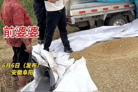 女子改嫁后，带现任老公帮前公婆收麦子，一句话感动众人图片