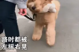 大风天带狗出门遛弯，却遭到路人奇怪的目光，低头一看只想回家了图片