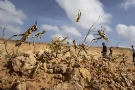 面对“第一大虫灾”，20万只粉红椋鸟到达新疆，引鸟治蝗效果如何图片