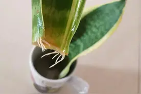 水培虎皮兰、金边吊兰生根了，土培长寿花枝发芽了，扦插经验分享图片