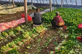 种植户滞销蔬菜4万斤 他们一口气买下后还要加单图片