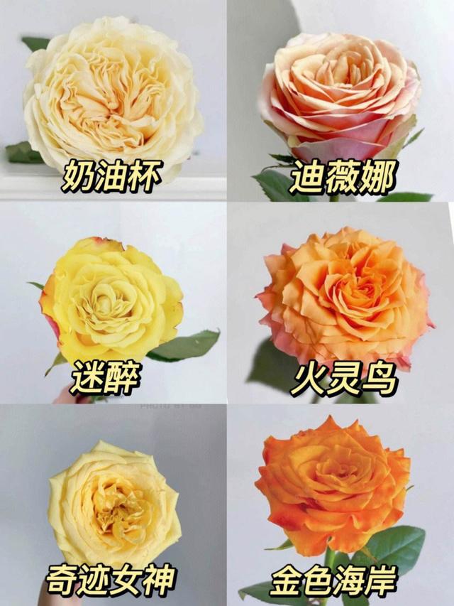 美炸了!100种玫瑰花品种鉴,赶快收藏起来