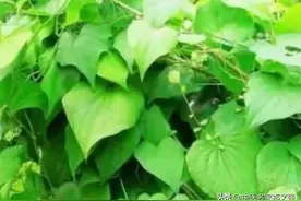 临床遇到尿浊味臊就用它图片