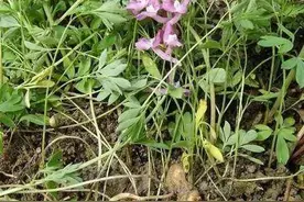 夏天无是一种什么样的植物？图片