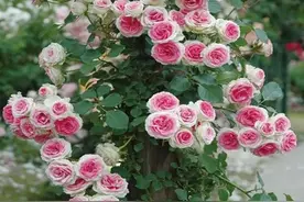 新手养藤本月季，牢记掌握4个要点，轻松打造成漂亮花墙图片