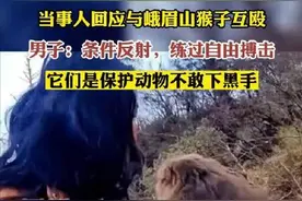 男子峨眉山旅游和猴子练搏击 网友：碰到硬茬了图片