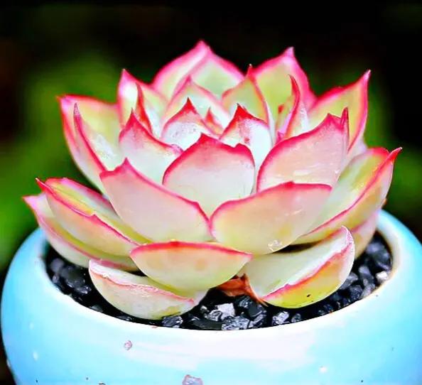 月光女神出锦月光女神容易缀化,缀化后群生,总冠幅常态20-30厘米,甚至