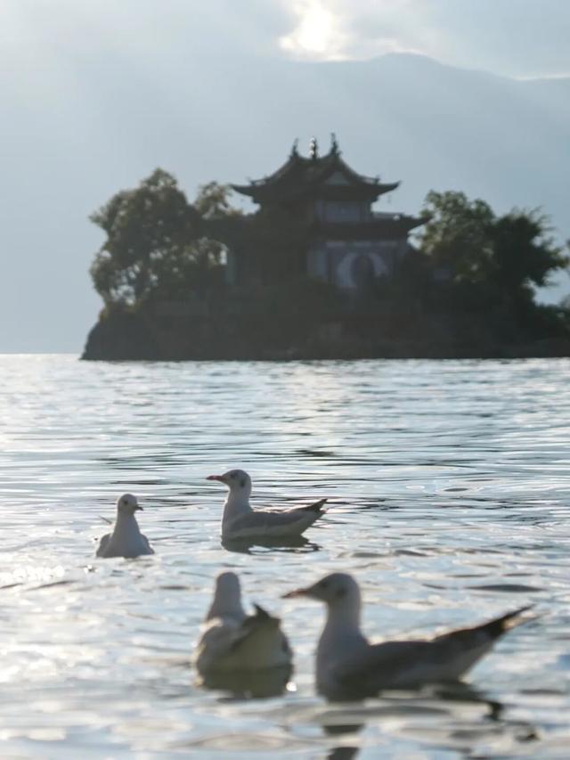 走！去大理观鸥