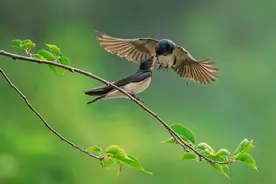 农村老人说看见燕子筑巢，必须马上采取行动，否则有坏的事发生？图片