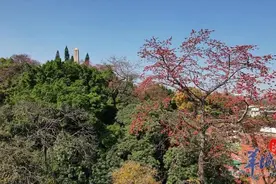 今日养生方 | 春天拾木棉 夏天消暑湿图片