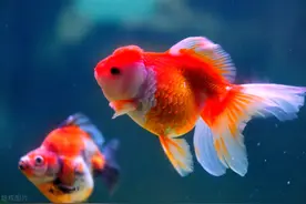 养金鱼不死的秘籍图片