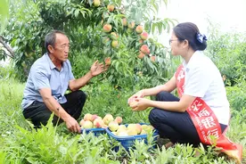 武乡农商行“红星授信卡”让客户“桃”醉图片