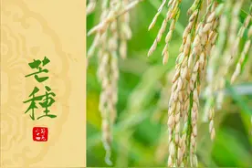 芒种吃梅，整夏都美！分享梅子的吃法，应时节，美味又健康图片