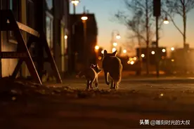 锡耶纳国际摄影奖：2022年32张获奖照片作品欣赏图片