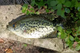 物种入侵？武汉东湖出现绿皮怪鱼，有人连续钓起两条，随后放生图片