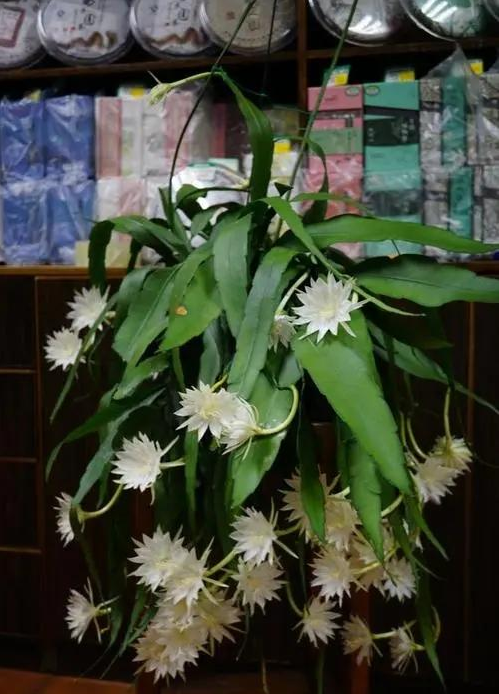 老人说，八种花“不吉利”，家里不能养，虽然很漂亮，还是要扔掉