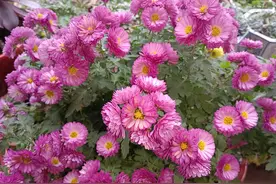 今看花月浑相似，安得情怀似往时图片