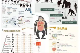 为什么人类的尾巴进化掉了，留下来不行吗？中国科学家有了新发现图片