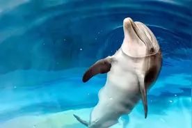 都知道海水是咸水，是无法直接饮用的，那海豚是如何补充水分的？图片