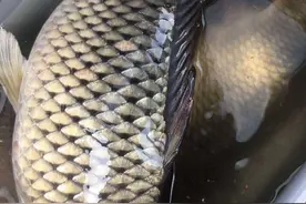 中秋前后野钓鲤鱼攻略，大鲤鱼频出易爆护，饵料秘方分享图片