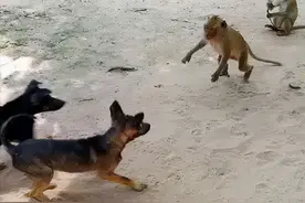 惨烈的印度“猴狗战争”：狗群杀死猴崽，猴群报复杀死250条狗图片