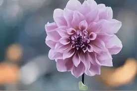 对真爱，容易念念不忘的星座，曾经沧海难为水，有个忘不掉的人图片