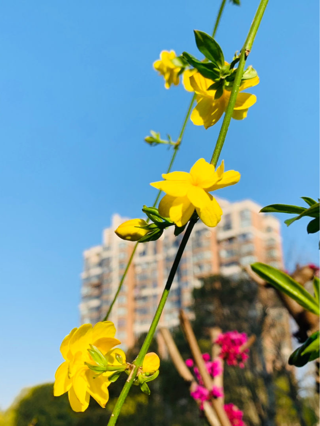 赶紧来辨一辨(马路边经常种哪些花树) - 冷求网