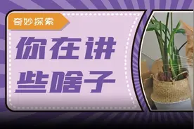 人对猫咪喵喵叫，猫能听懂吗？图片