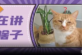 人对猫咪喵喵叫，猫能听懂吗？图片