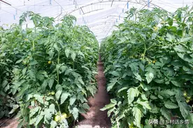 这些种菜秘诀很少有人掌握，老菜农亲授，种植必备技能图片