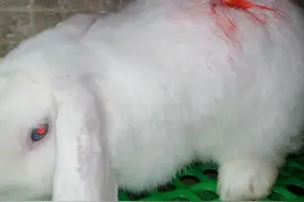 为什么兔子会打架被咬伤很严重的原因图片